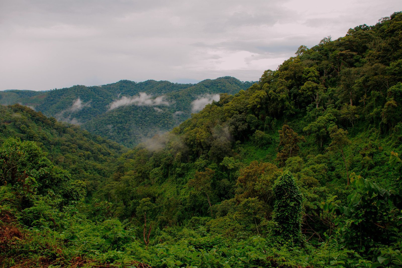 3-Day Bwindi Ultimate Mountain Gorilla Trekking Expedition
