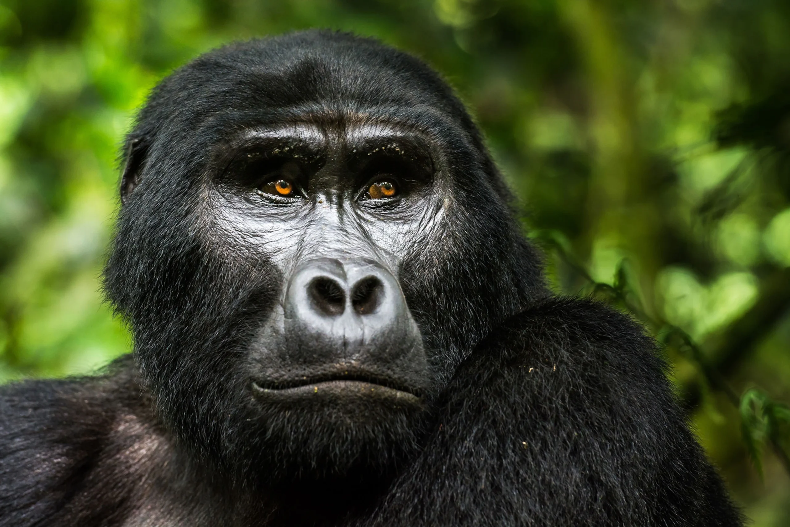 3-Day Bwindi Ultimate Mountain Gorilla Trekking Expedition Gallery 2