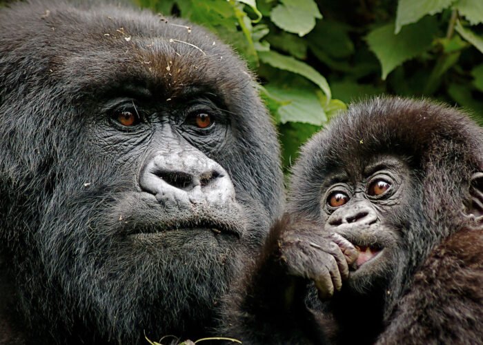 Promote Uganda Safaris Banner